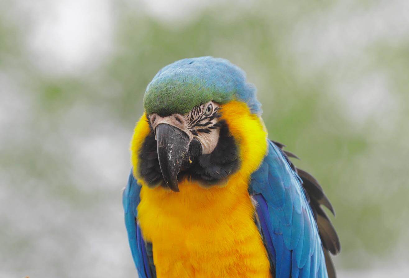 ara ararauna parrot world